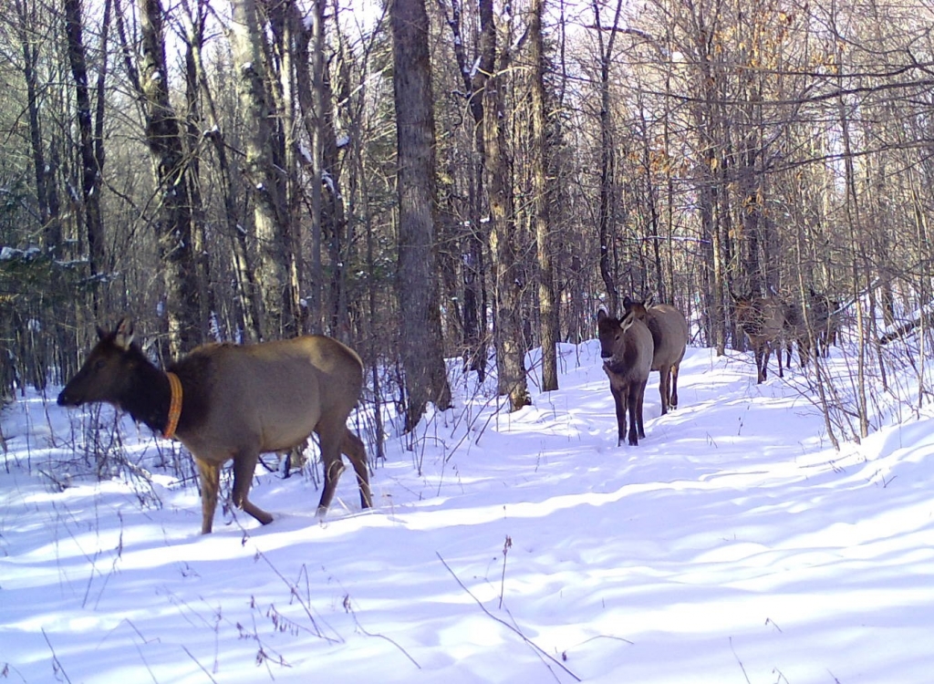 Collared elk moving through the snow