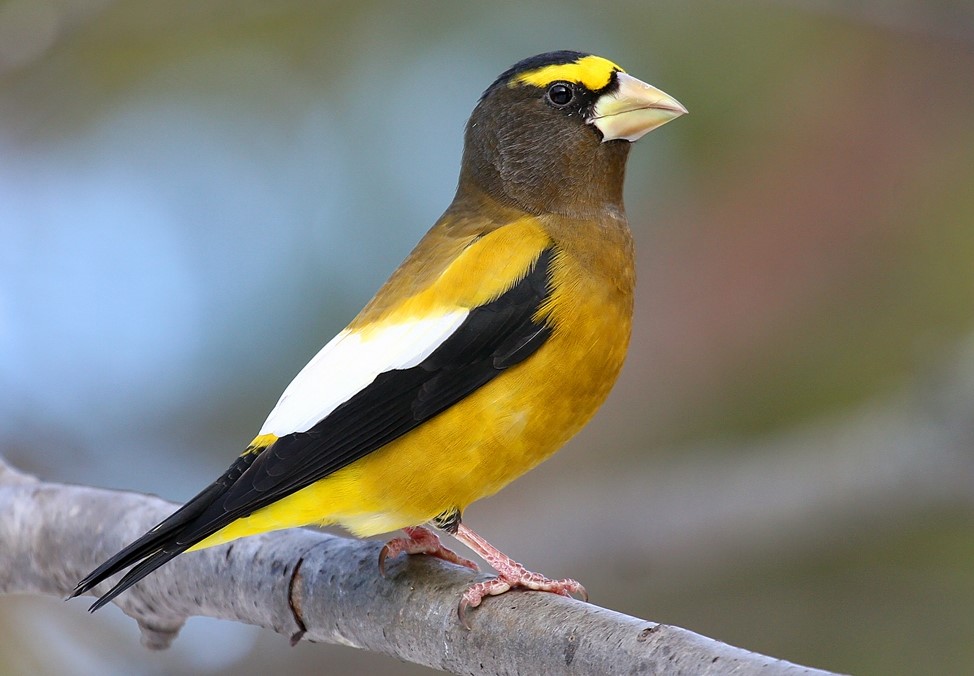 Birding and bird conservation | Wisconsin DNR