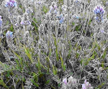 Photo of a cluster of Fassett's Locoweed