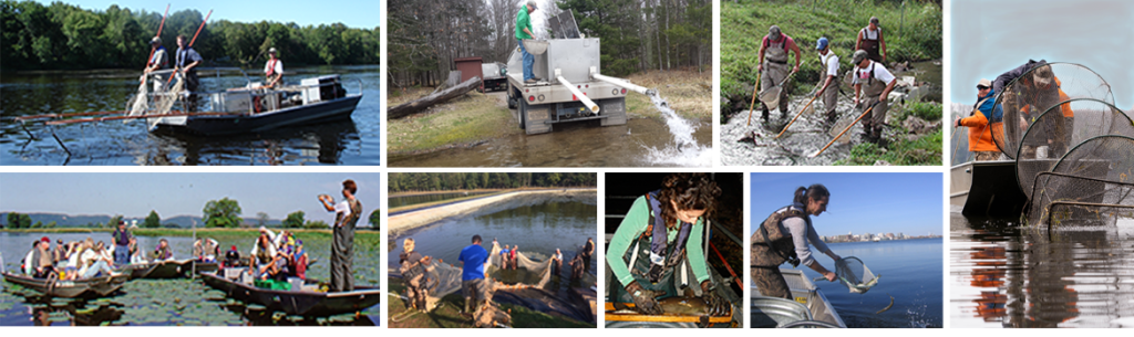 Collage of fisheries photos showing staff conducting a variety of field work. 