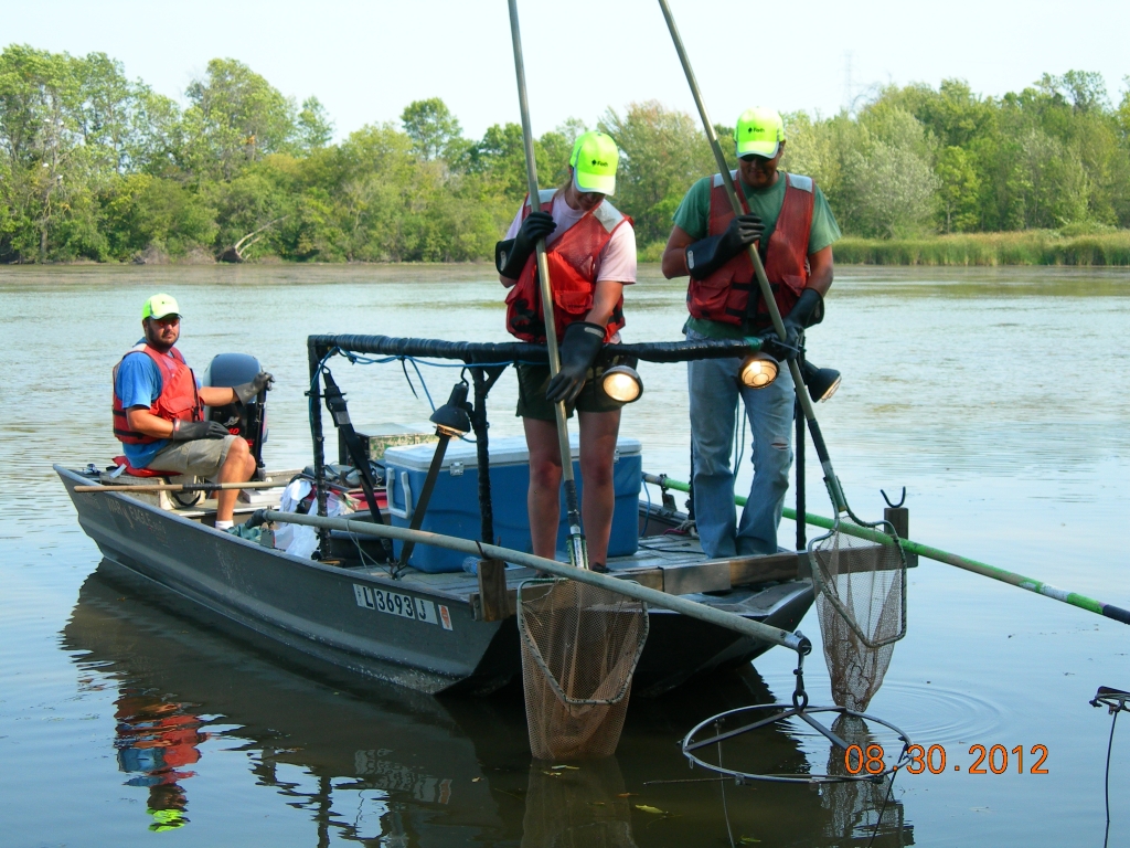 Foth staff collecting fish along the Fox River via electroshocking.