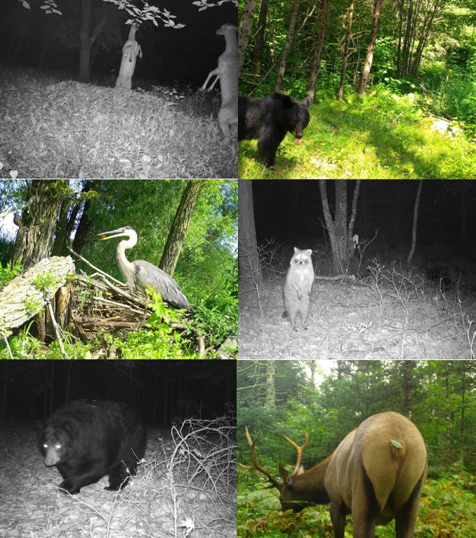 A collage of funny antics by deer, bear, elk, heron, and raccoon