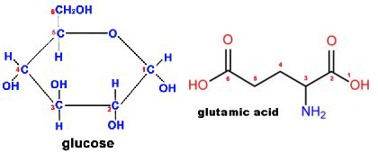 glucose molecule - glutamic acid molecule