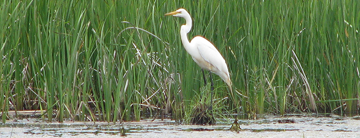 Crane standing in water by tall green grass.