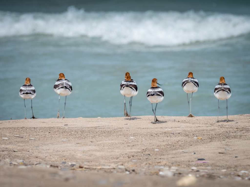"Avocets on Migration" by Paulette Marzahl. North Beach, Racine. 2022 Great Waters Photo Contest.