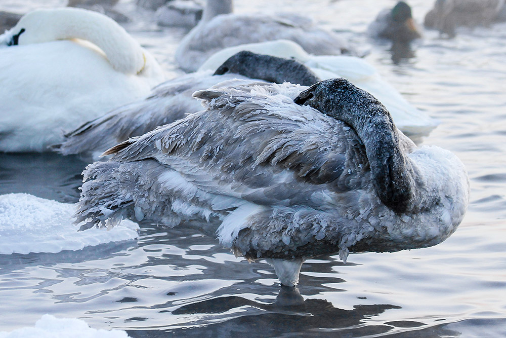 "Frigid" photo by Jamie Smith, an entry in the 2018 Great Waters Photo Contest. A snow-covered goose tucks its head into its feathers to stay warm in a frozen pond.