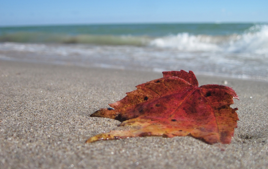 "Waving Goodbye to Summer" photo by Nathan Schleuder. 2015 Great Waters Photo Contest entry. The photo shows a red and yellow leaf on a sandy beach with a wave coming into shore in the distance. The leaf is bent upward toward the water as it if were waving goodbye to the summer.