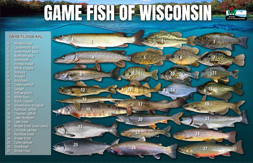 Game Fish Poster