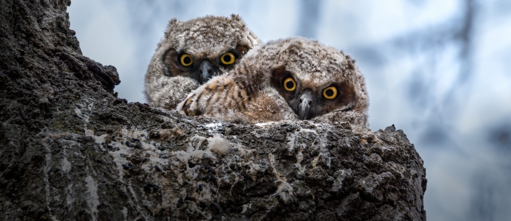 Two Great Horned Owlets in their nest