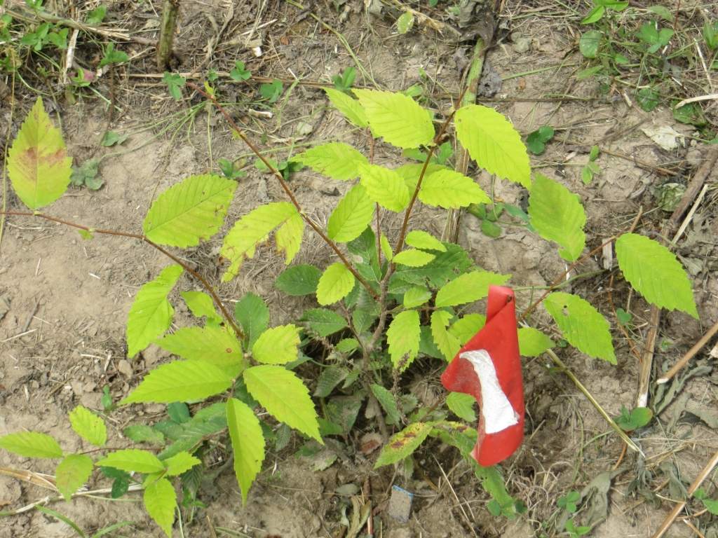 A bright red flag marks the location of a young elm sapling.