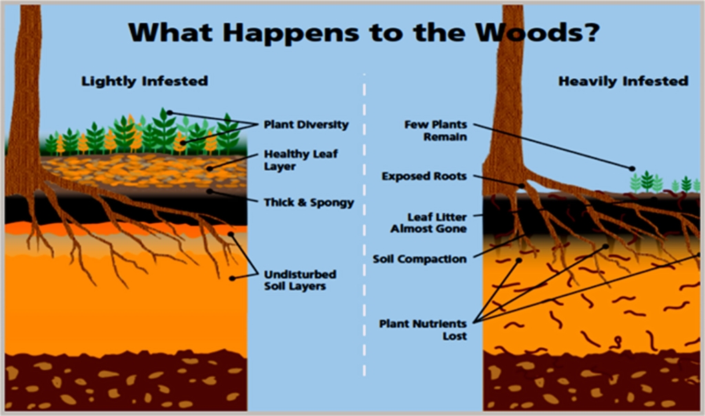 Jumping worm effects on the woods