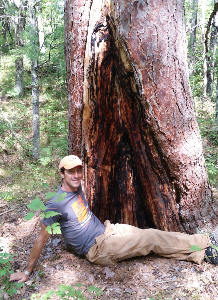 A person, dressed for the outdoors, sitting in front of a large red pine trunk with visible fire scars.