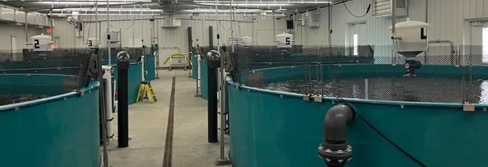 Fish tanks inside the Kettle Moraine Fish Hatchery.