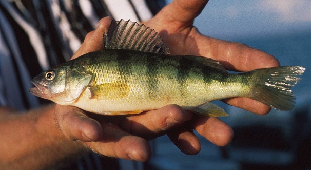 Yellow Perch Research | Fishing Wisconsin | Wisconsin DNR