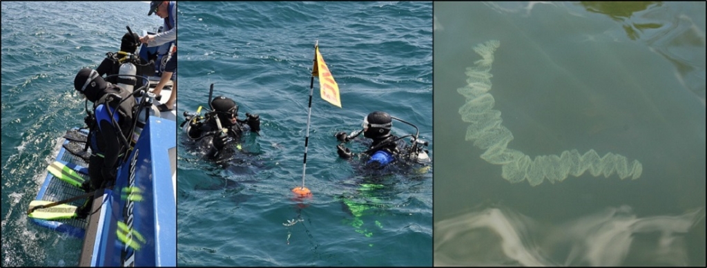 SCUBA Dive for yellow perch