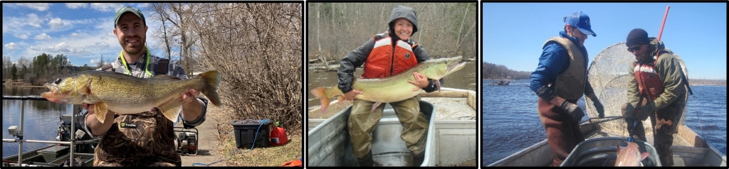 Three pictures combined showing four Fisheries staff catching fish on the St. Louis River.