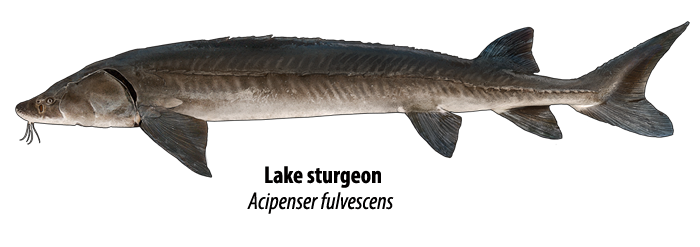 Picture of on sale a sturgeon