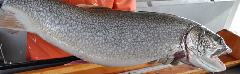 Lake trout is measured during survey