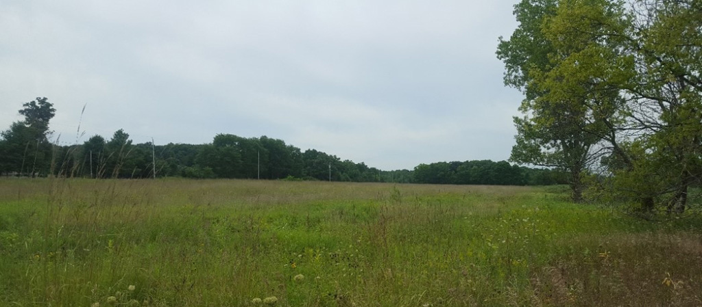 A panoramic view of a grassy field at Honey Creek Wildlife Area, featuring tall grasses and scattered wildflowers in the foreground. Dense clusters of trees line the background under a cloudy sky, creating a serene natural landscape.