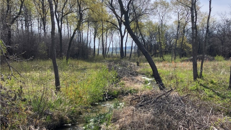 A serene scene at Karcher Wildlife Area features a gently flowing stream surrounded by lush green grass and scattered shrubs. Tall trees with budding leaves create a canopy above, while the underbrush shows signs of early spring growth, creating a peaceful natural environment.