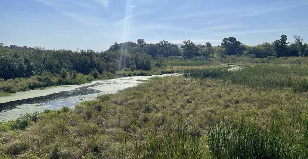 A small creek running through a marshy grassland.