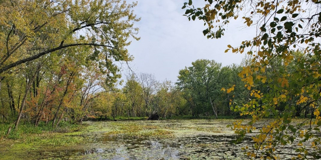 Whitman Dam Wildlife Area showing trees in autumn colors and a pond covered in aquatic plants.