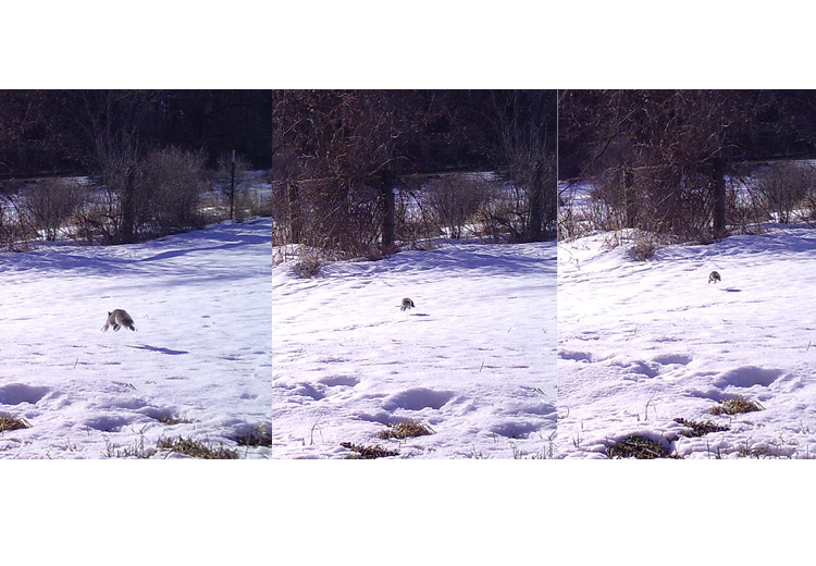 A squirrel is caught mid-leap three times in a row.