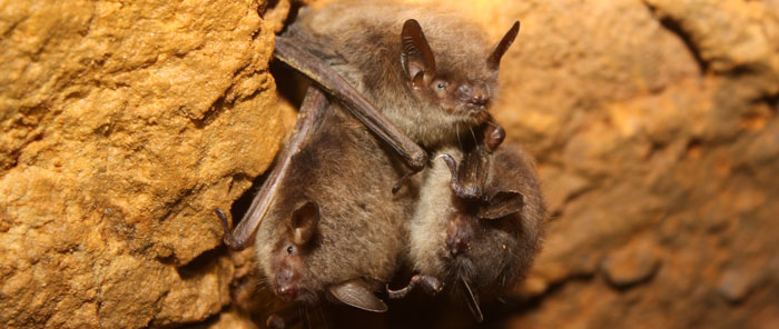 Little brown bat cluster