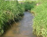 Melancthon Creek surrounded by tall grass.