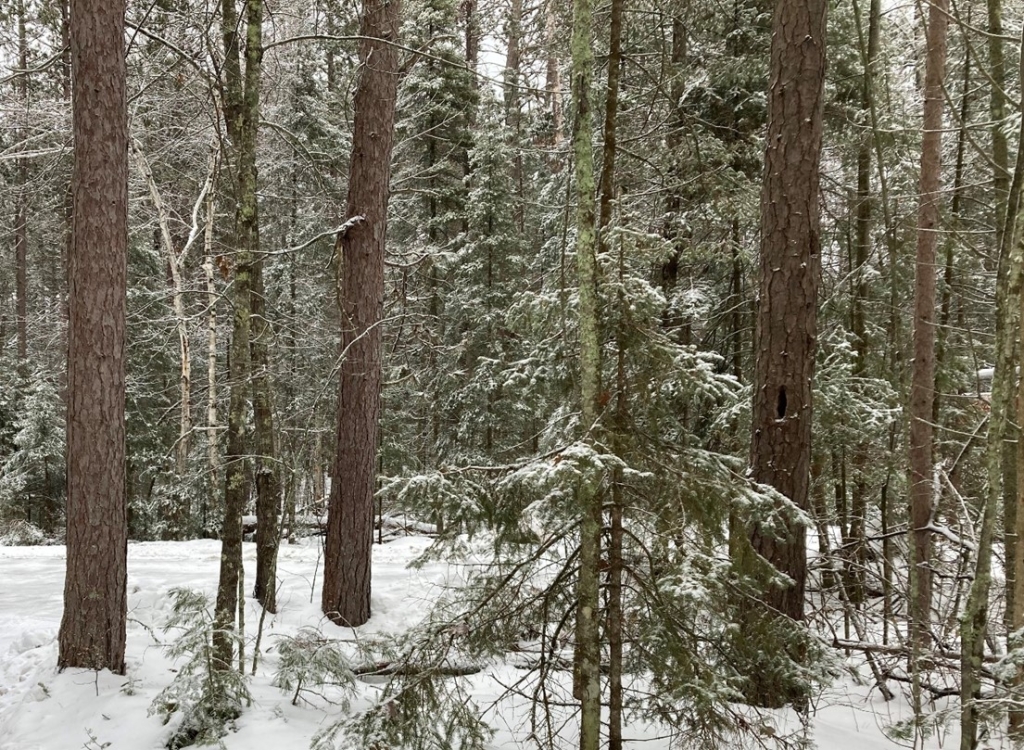 Snowy Forest