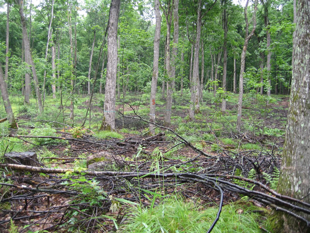 A forest clearing, several small, newly fallen trees on the ground.
