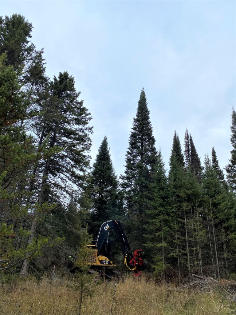 A large pine tree being cut down by a logging machine.