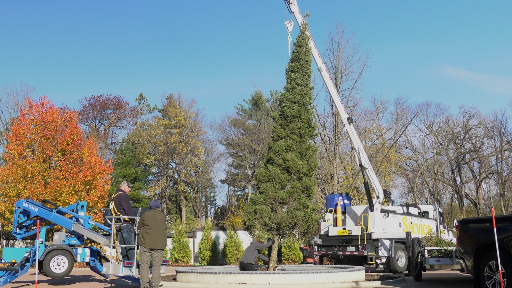 A tall conifer being placed onto a concrete platform by a crane.