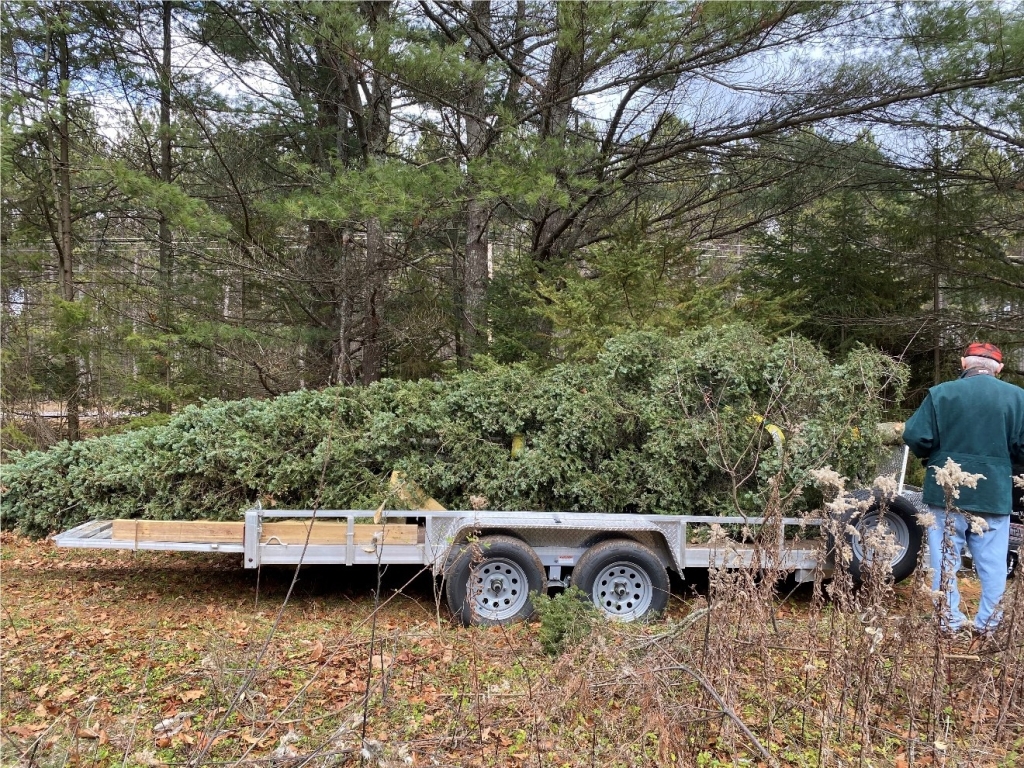 A cut-down conifer being loaded onto a trailer for transport.