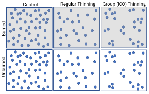 Treatment combinations implemented on each Northern Pine Management Initiative study site. Sites burned are along the top row. Sites unburned are along the bottom. Columns from left to right are the Control group, Regular thinning, and Group (ICO) Thinning.
