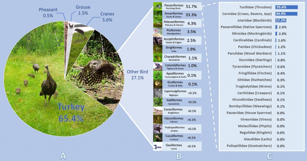 Infographic of the relative frequency of bird species seen on Snapshot cameras