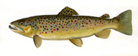Brown trout illustration