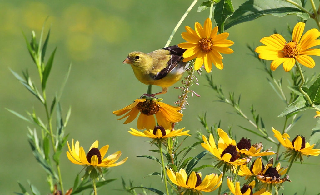 Goldfinch on a native sunflower