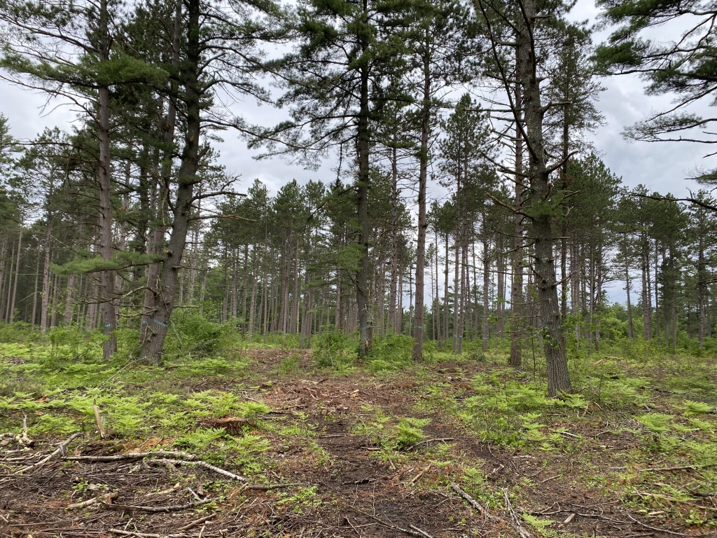 A red pine stand after being managed with the ICO approach.