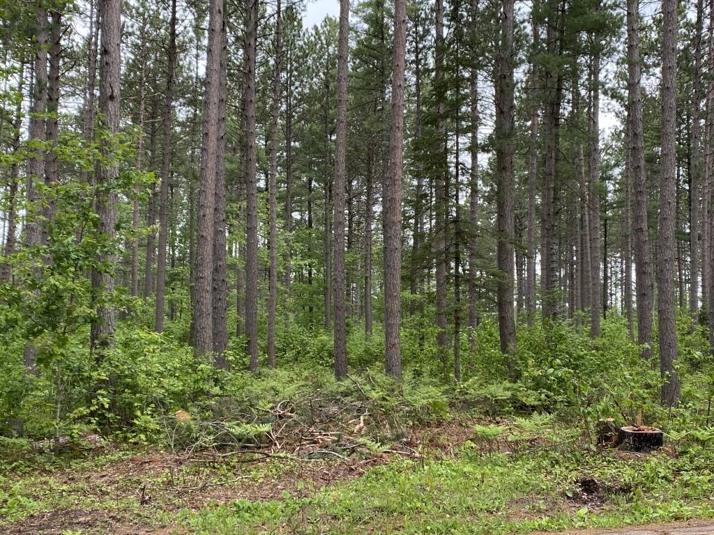 A red pine stand after being managed with a regular thinning.