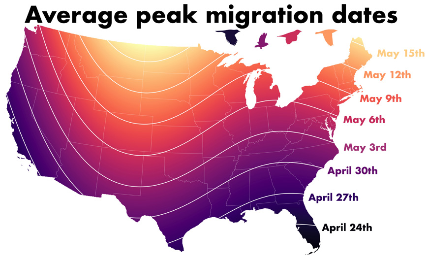 Graphic showing average peak migration dates in the U.S. with a range of April 24 in the south and May 15 in the north.