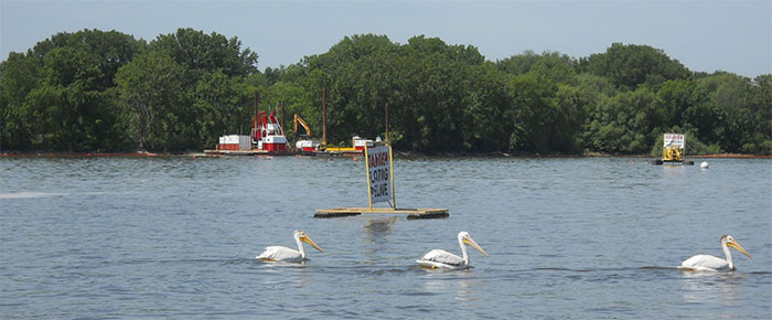 Pelicans on the Fox River in June 2013.