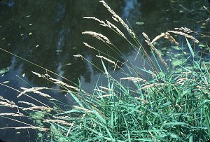 Phalaris arundinacea. Commonly called Reed Canary Grass