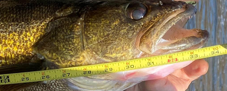 Walleye with it's mouth open and a hand with tape measuring the length of the fish.