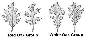 Pictures of leaves demonstrating the differences between red and white oak.