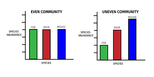 Two bar graphs comparing even and uneven species communities.