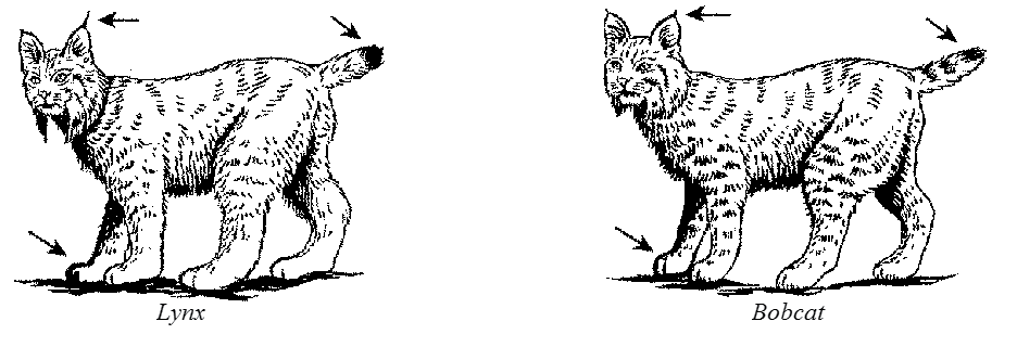 Comparison of a bobcat and lynx, showing the major visual differences