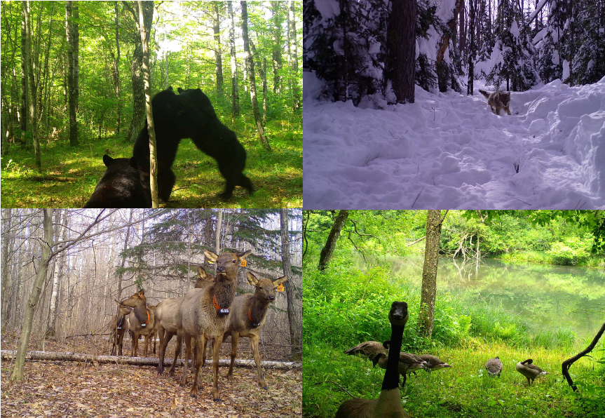 Collage of photos taken by Snapshot cameras, including bears, geese, elk and a fox