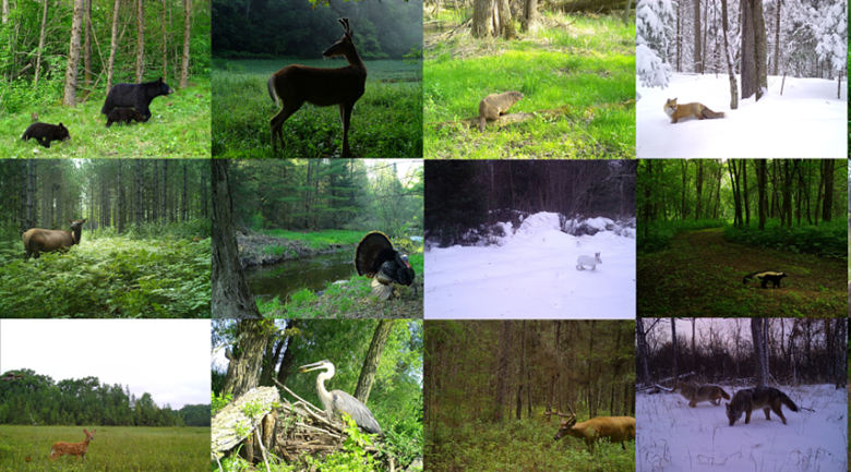 A collage of wildlife trail camera images from Snapshot Wisconsin.