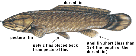 bowfin characteristics